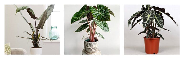 House plants available at Gardening Express.